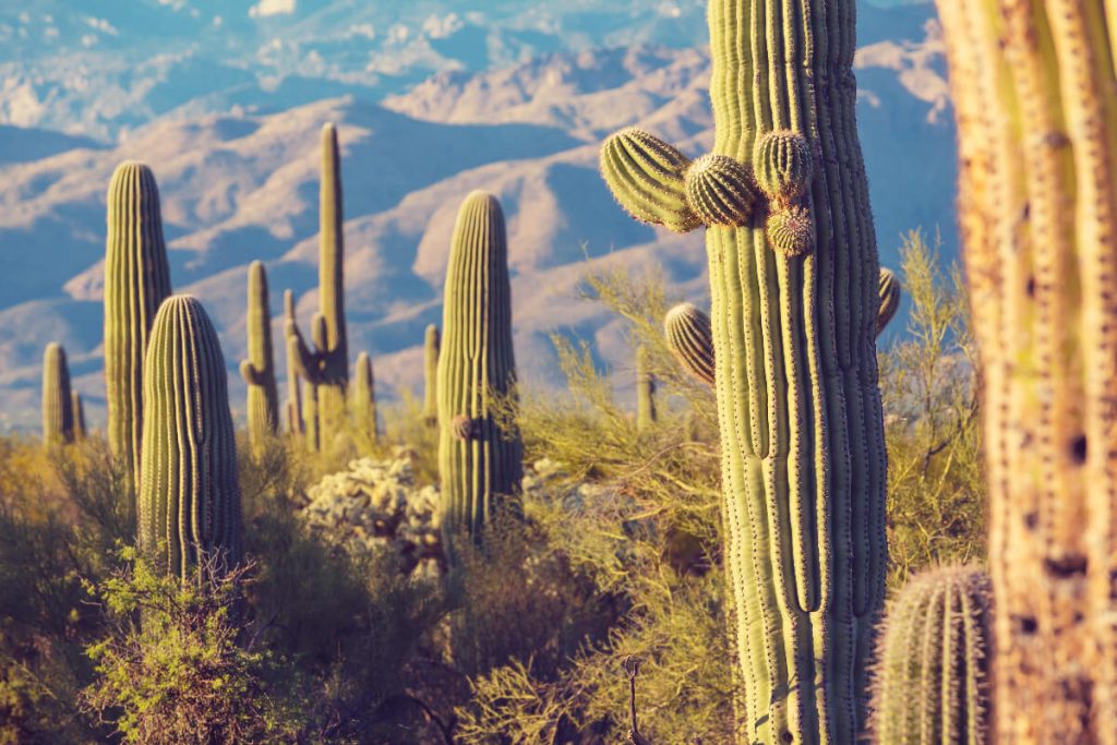 Kaktusy w Dolinie Śmierci